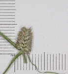 Shortleaf spikesedge